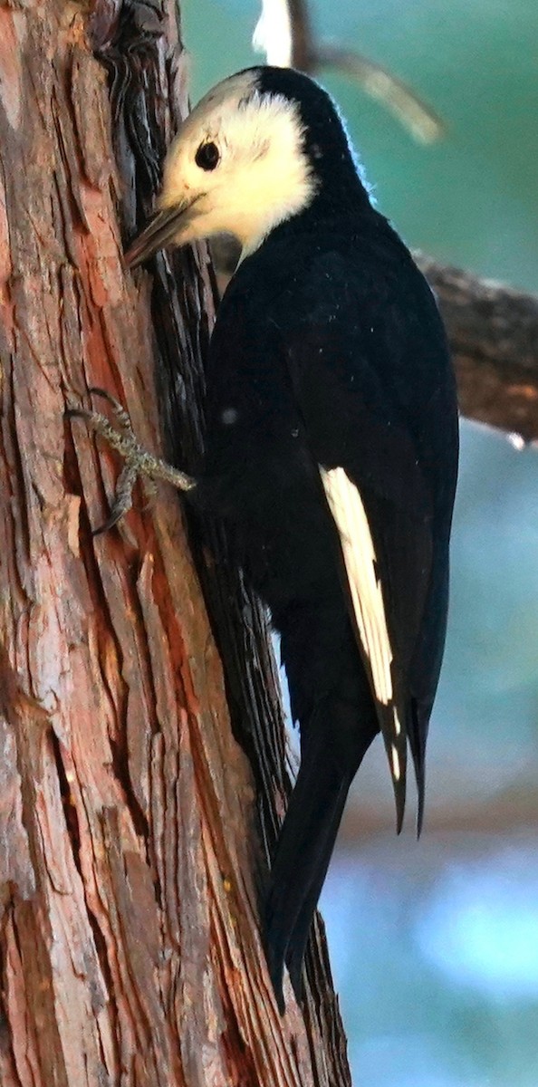 White-headed Woodpecker - ML609688294