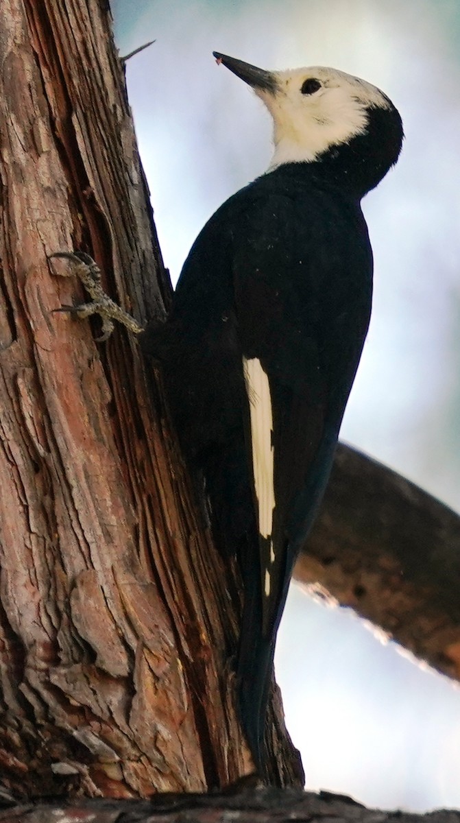 White-headed Woodpecker - ML609688295