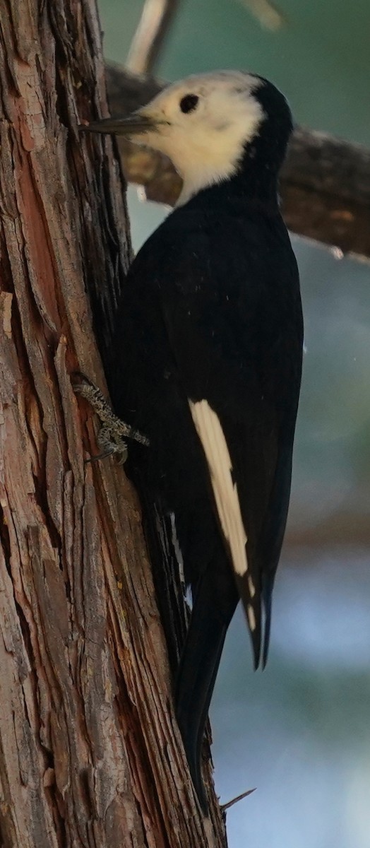 White-headed Woodpecker - ML609688296