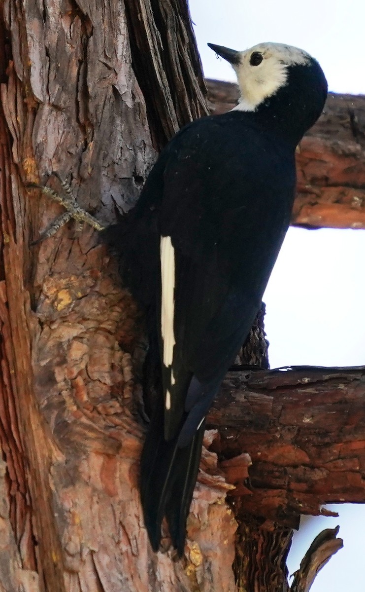 White-headed Woodpecker - ML609688297