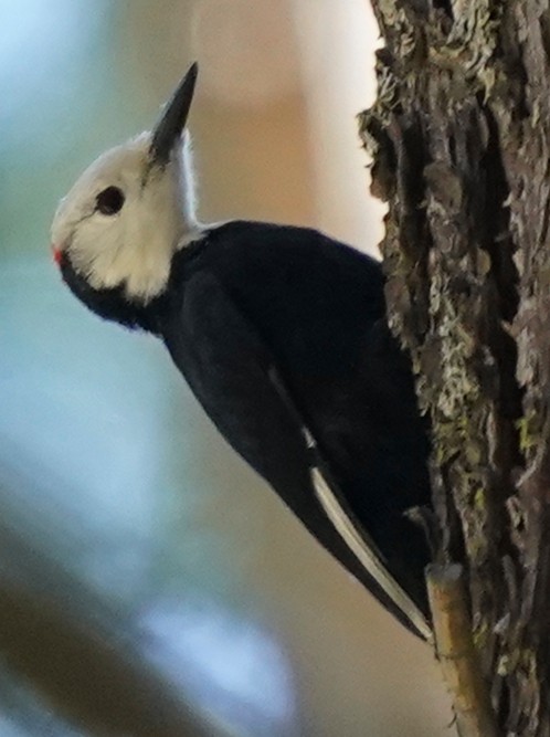 White-headed Woodpecker - Marcia Lincoln