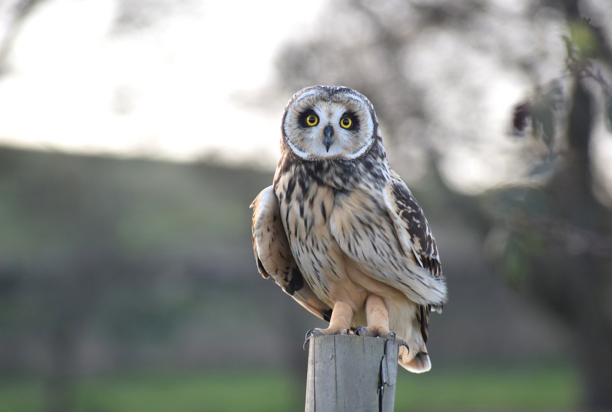 Short-eared Owl - ML609688359