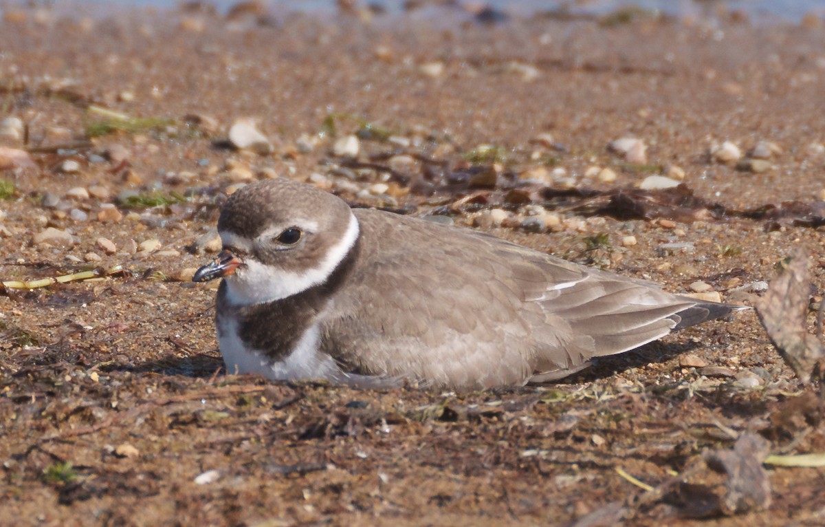 Semipalmated Plover - ML609688897