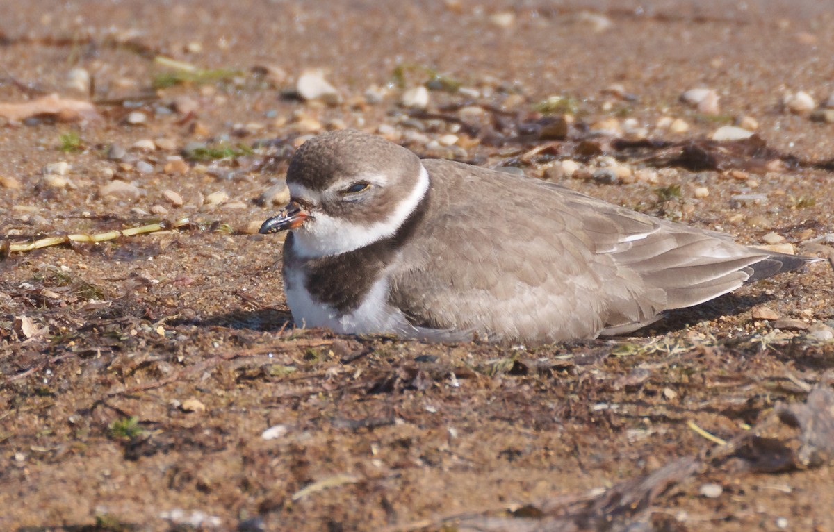 Semipalmated Plover - ML609688911