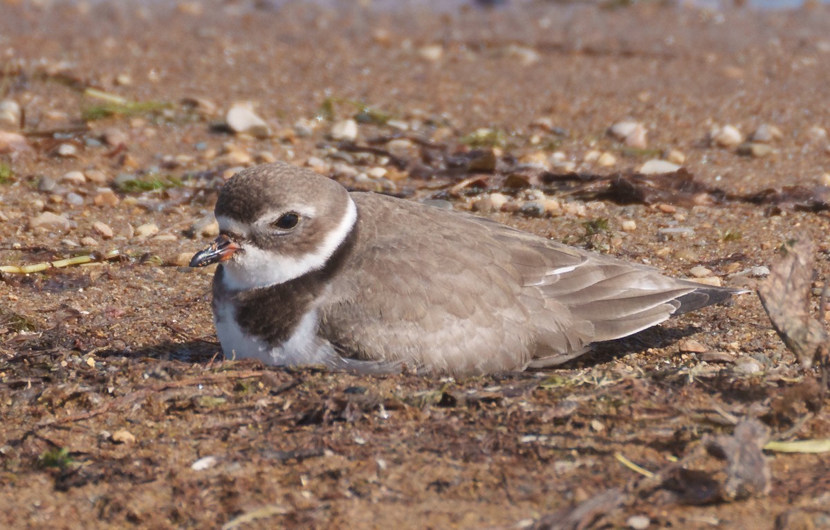 Semipalmated Plover - ML609688941