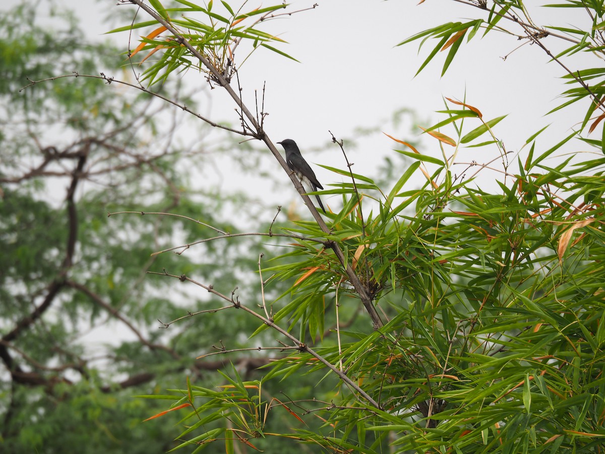 Gray-bellied Cuckoo - Sohail  Madan