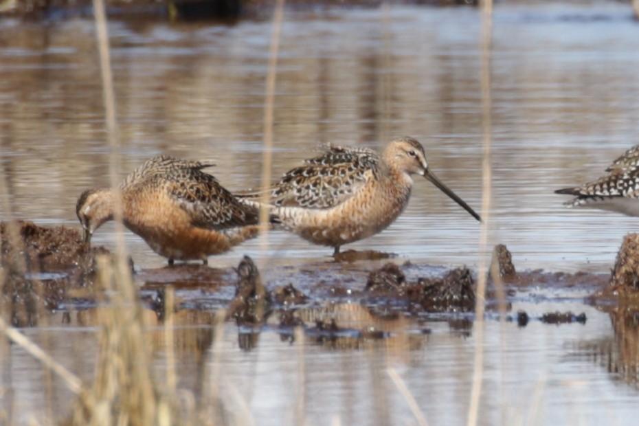 Long-billed Dowitcher - ML609689280