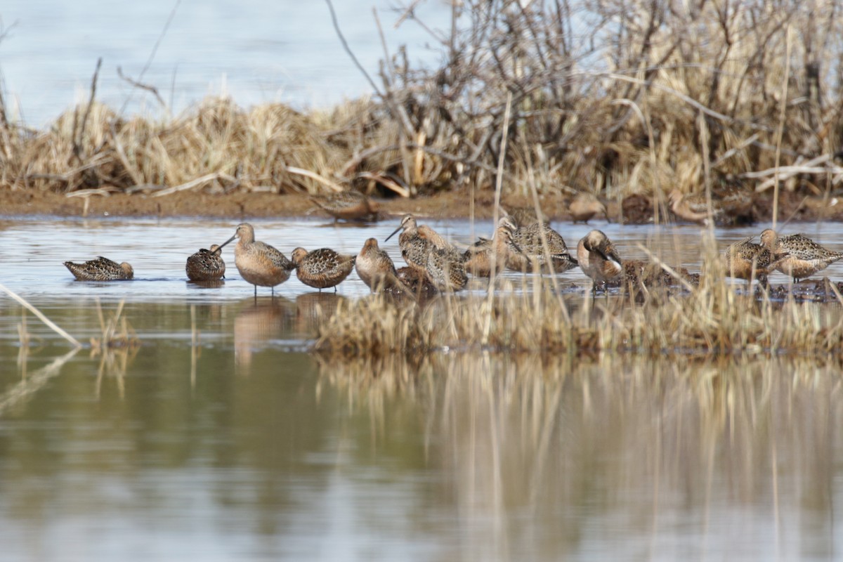 Long-billed Dowitcher - ML609689281