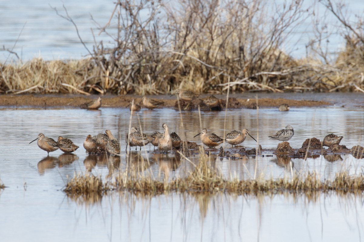 Long-billed Dowitcher - ML609689282