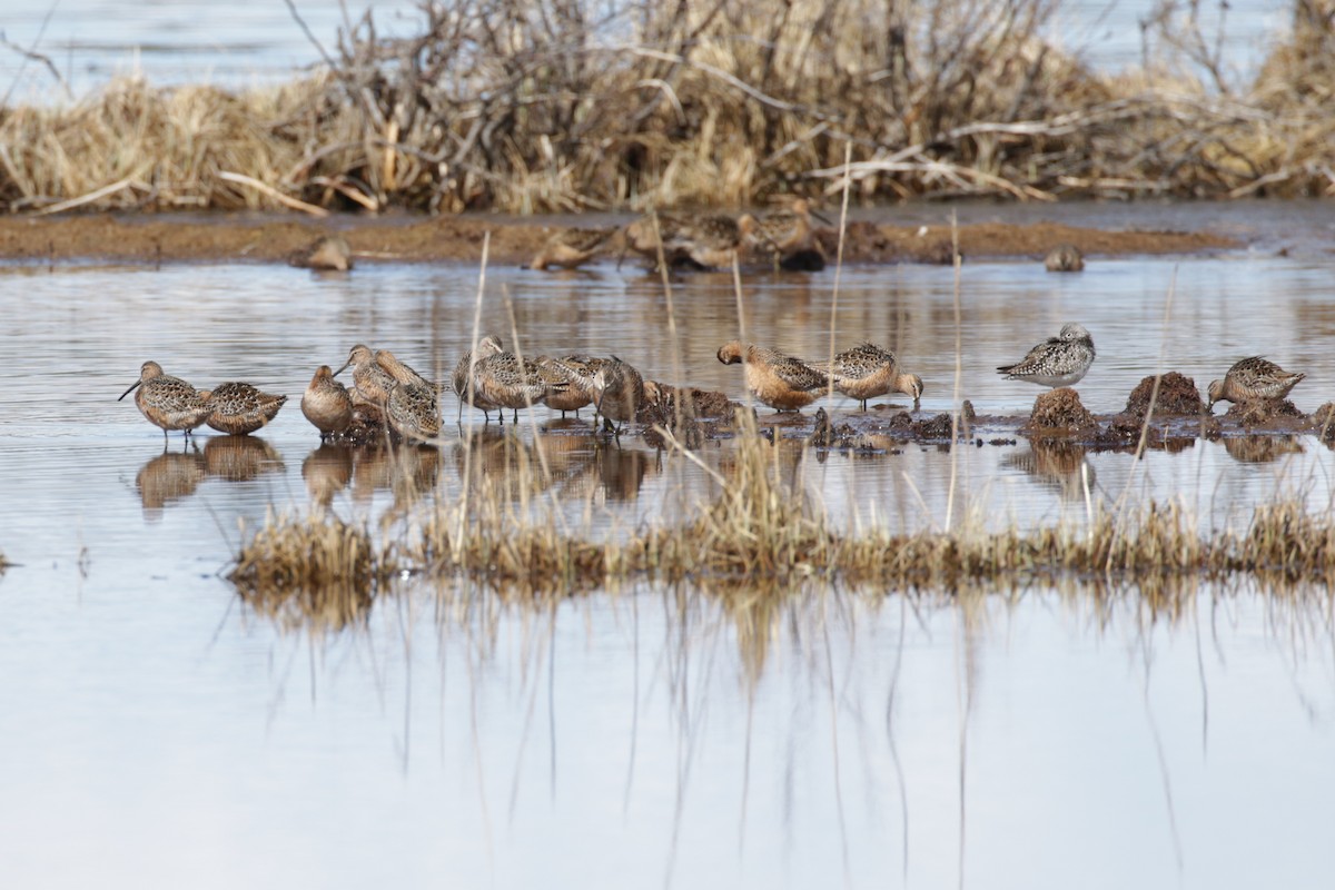 Long-billed Dowitcher - ML609689284
