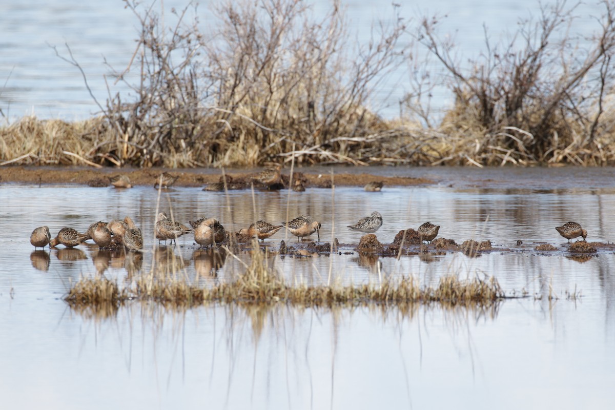 Long-billed Dowitcher - ML609689288