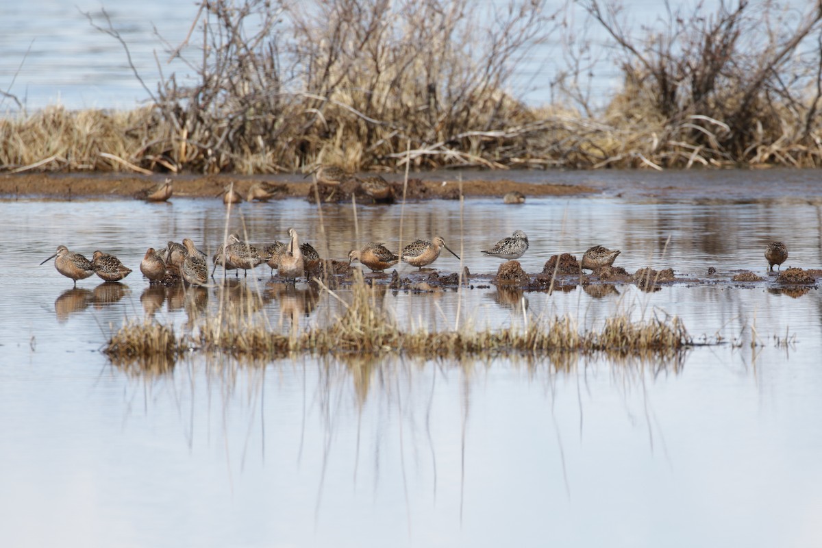 Long-billed Dowitcher - ML609689289