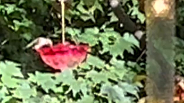 Ruby-throated Hummingbird - ML609689518