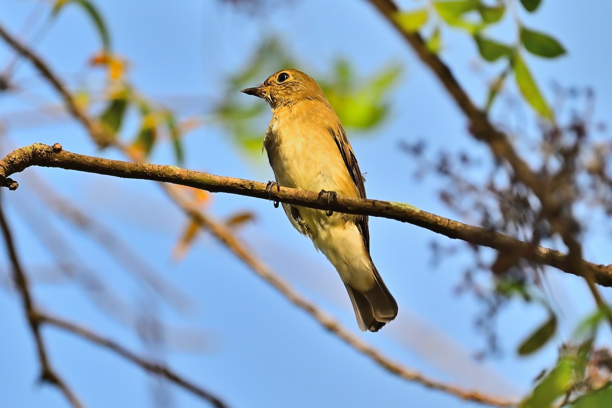 Blue-and-white Flycatcher - ML609689670