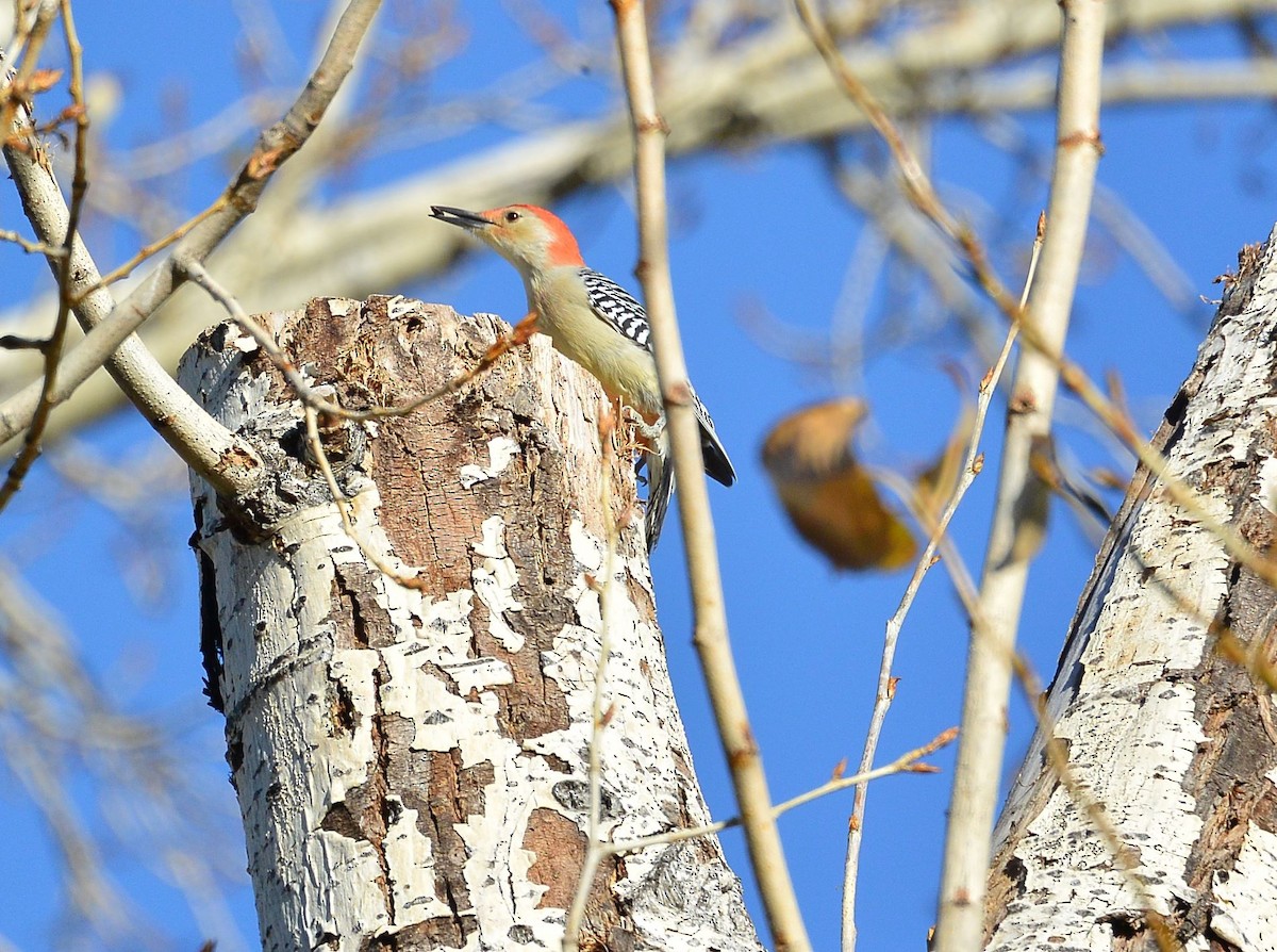 Red-bellied Woodpecker - ML609689917
