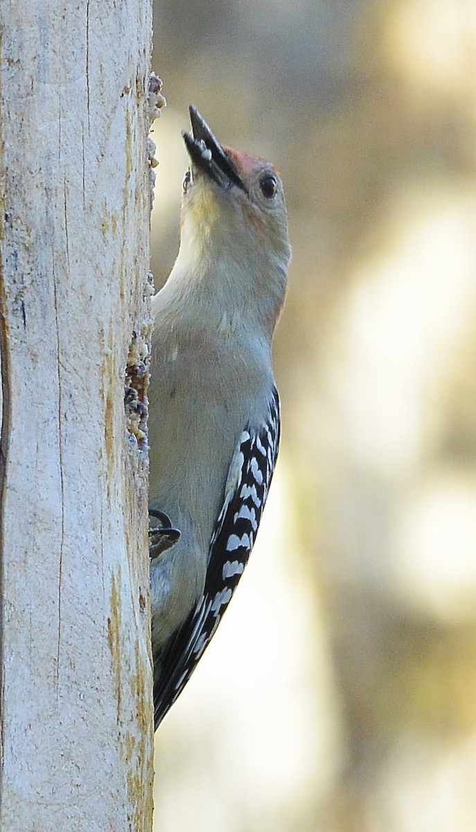 Red-bellied Woodpecker - James Fox