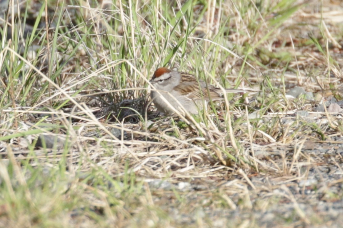 Chipping Sparrow - ML609690000