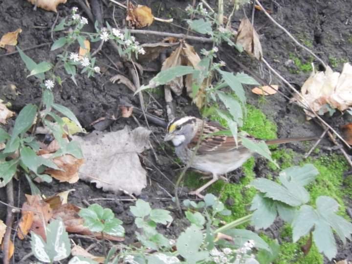White-throated Sparrow - ML609690116