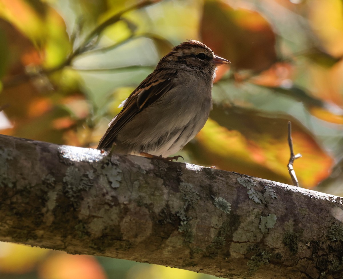 Chipping Sparrow - ML609690402