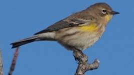 Yellow-rumped Warbler (Audubon's) - ML609690596