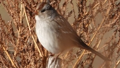 White-crowned Sparrow - Tana Coetzer