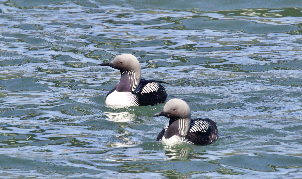 Pacific Loon - Dave Bengston