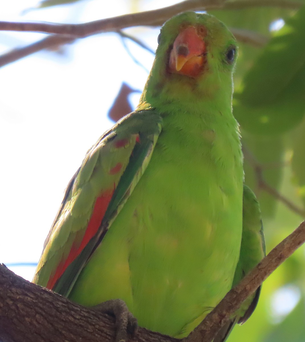 Red-winged Parrot - ML609691783