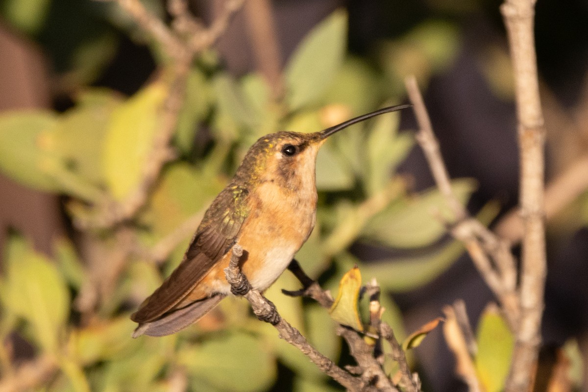 eBird Checklist 7 Oct 2023 Organ MountainsDesert Peaks NMDripping Springs NA 29 species