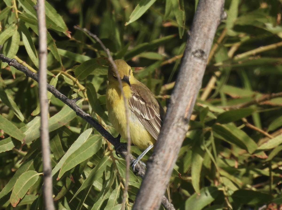 Orchard Oriole - ML609691940