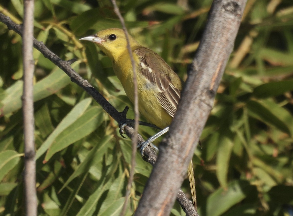 Orchard Oriole - ML609691941
