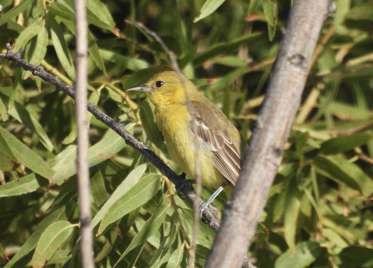 Orchard Oriole - ML609691945