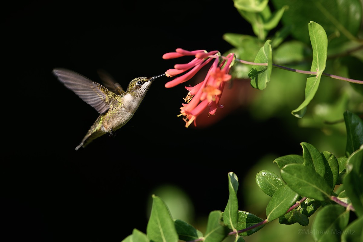 Ruby-throated Hummingbird - Mathew Malwitz