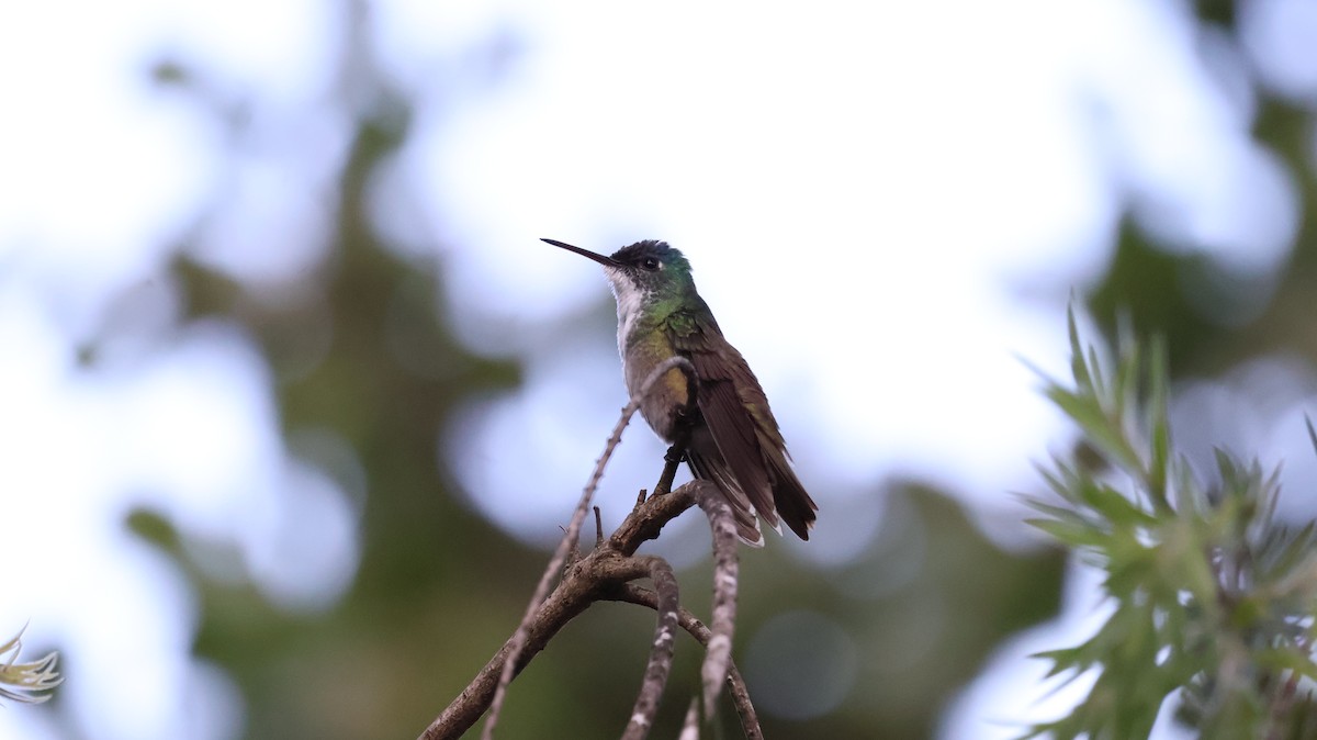 kolibřík azurovotemenný (ssp. cyanocephala) - ML609692395