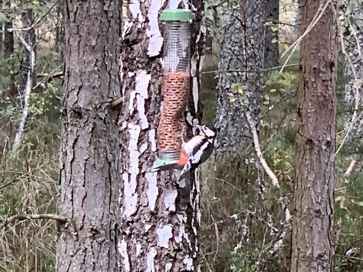Great Spotted Woodpecker - ML609692431