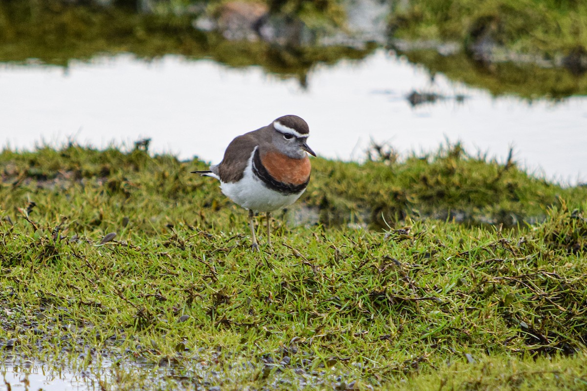 Rufous-chested Dotterel - ML609692693