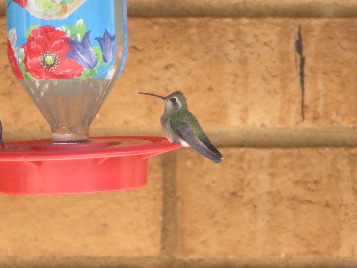 eBird Checklist 7 Oct 2023 Organ MountainsDesert Peaks NMDripping Springs NA 16 species