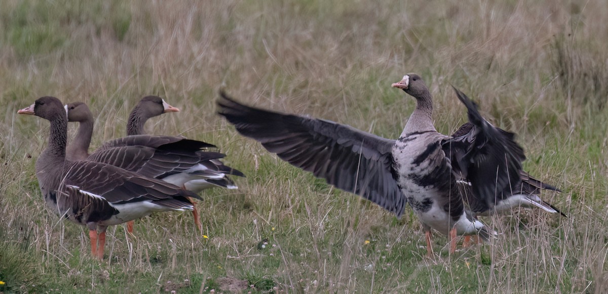Greater White-fronted Goose - ML609693235