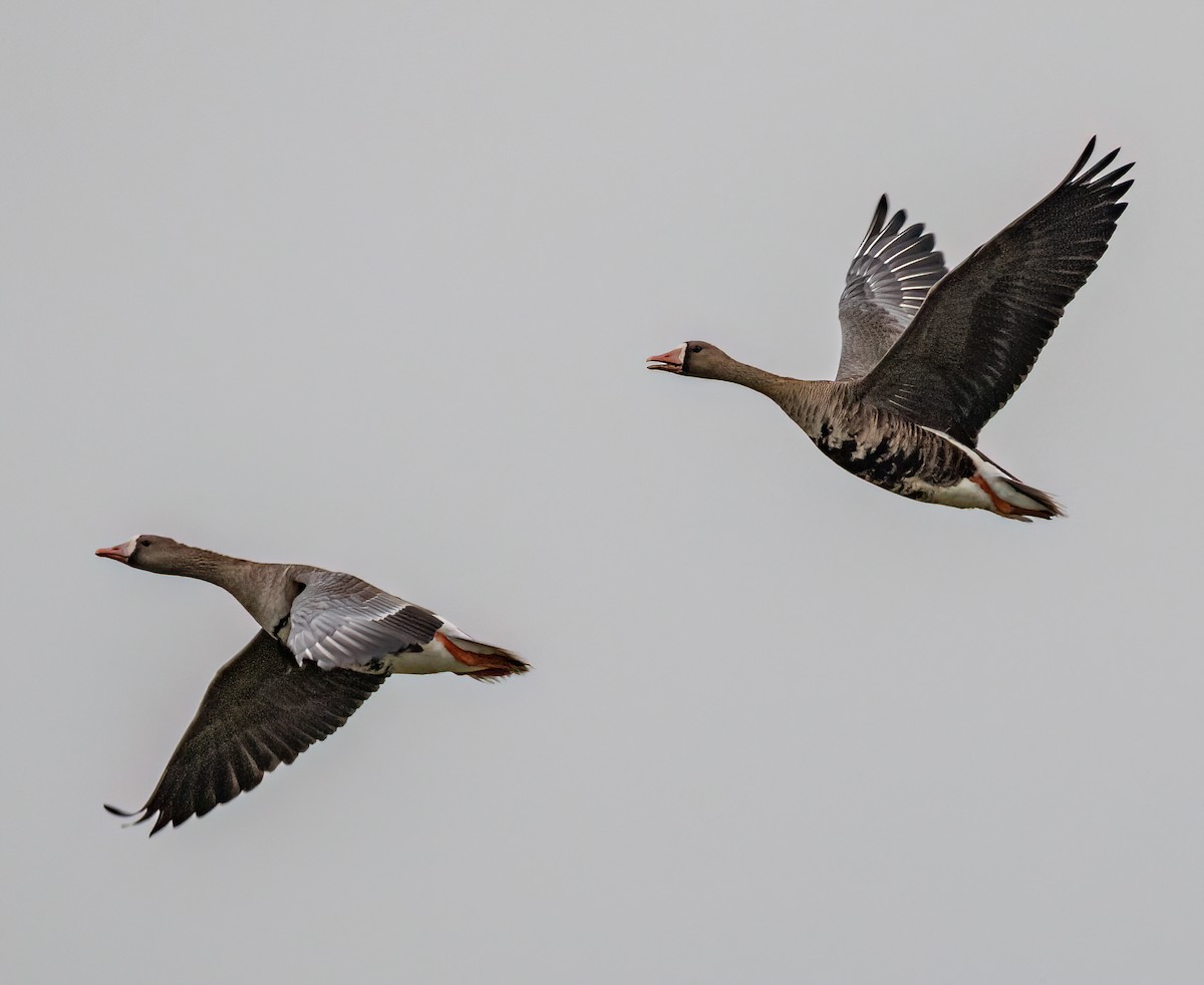 Greater White-fronted Goose - ML609693236