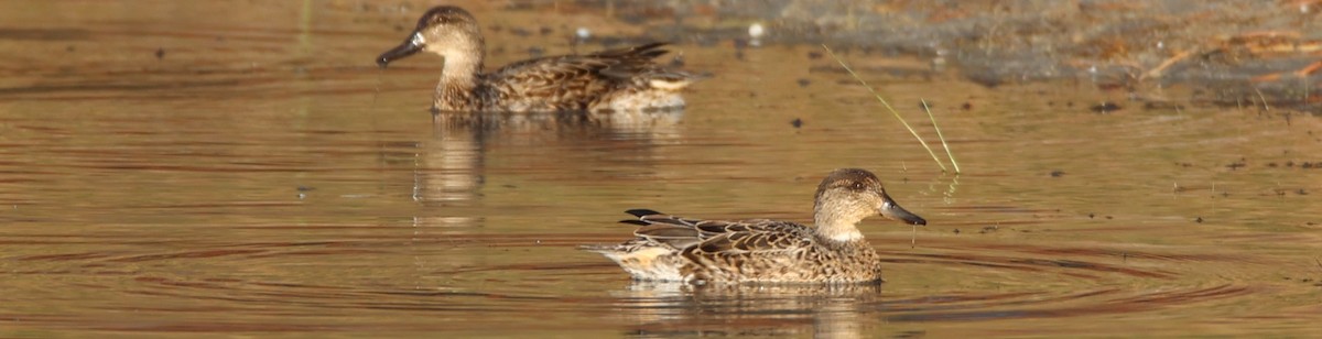Green-winged Teal - ML609693291