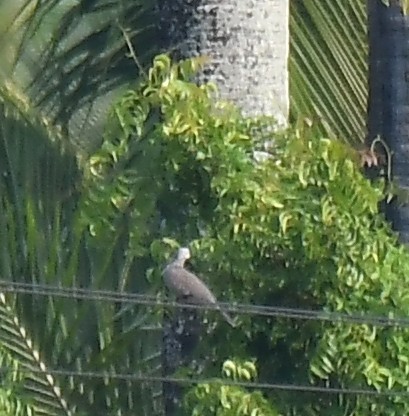 Eurasian Collared-Dove - Santhosh kumar