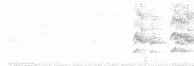 pyrura hnědoocasý (ssp. pacifica) - ML609693561