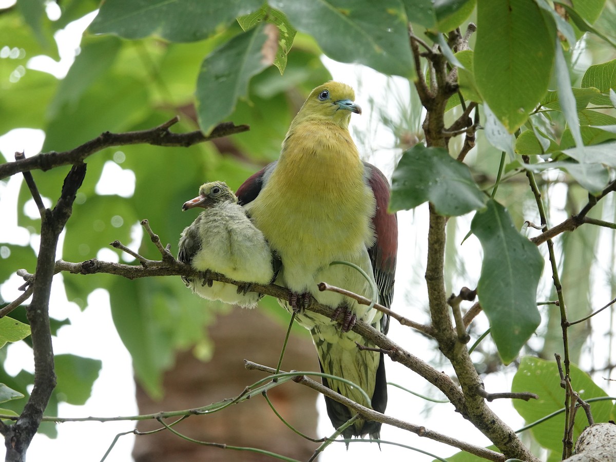 White-bellied Green-Pigeon - ML609693572