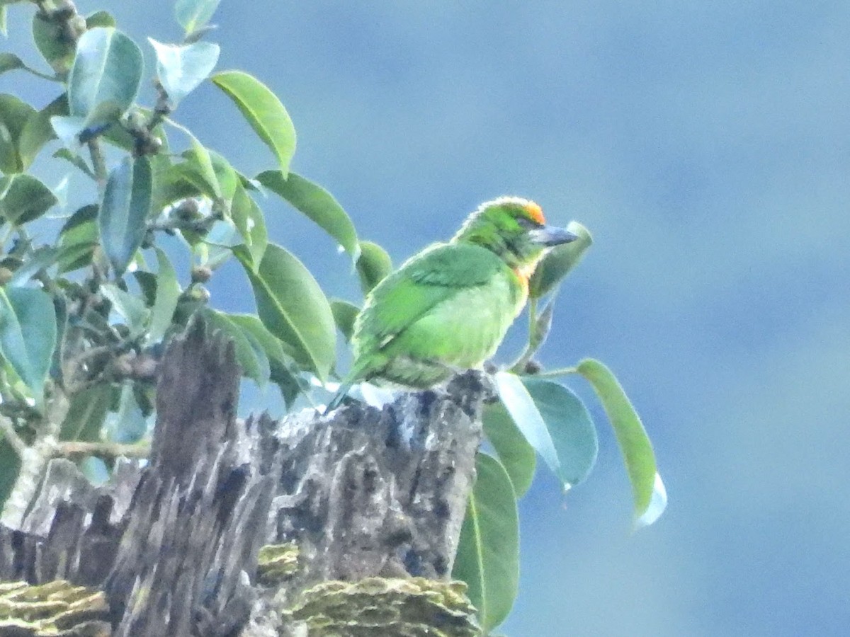 Flame-fronted Barbet - ML609693580