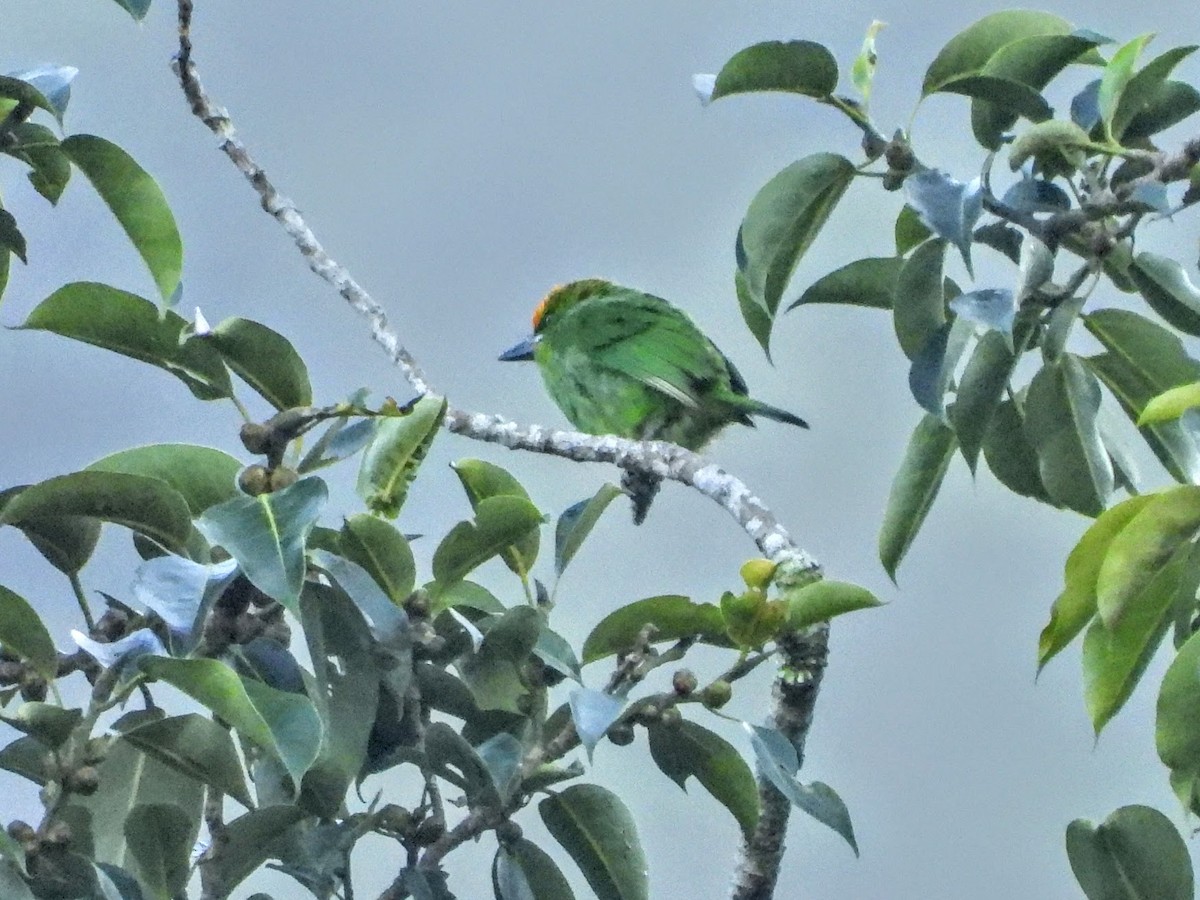Flame-fronted Barbet - ML609693581