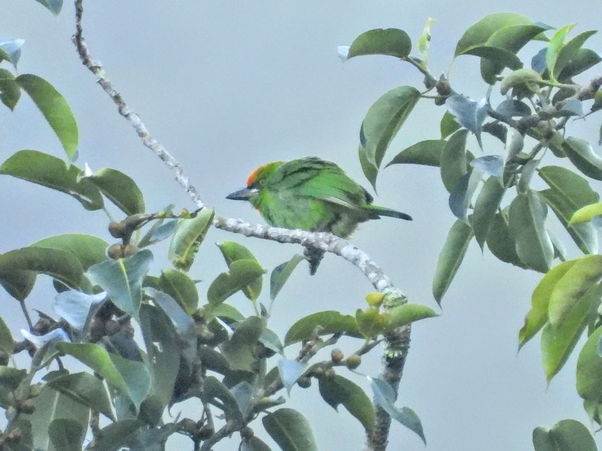 Flame-fronted Barbet - ML609693583
