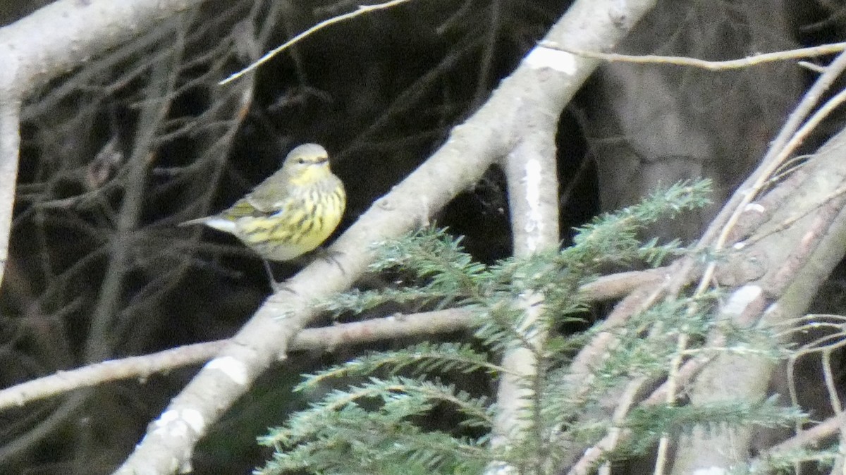 Cape May Warbler - ML609693618