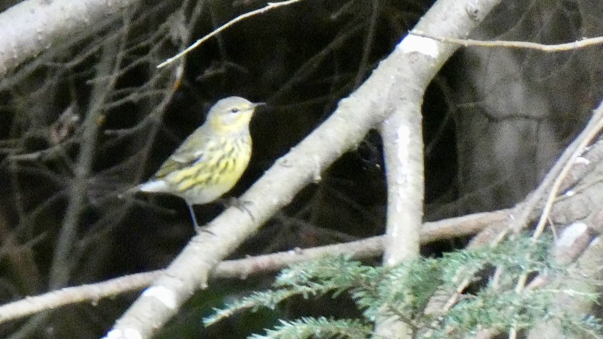 Cape May Warbler - ML609693620