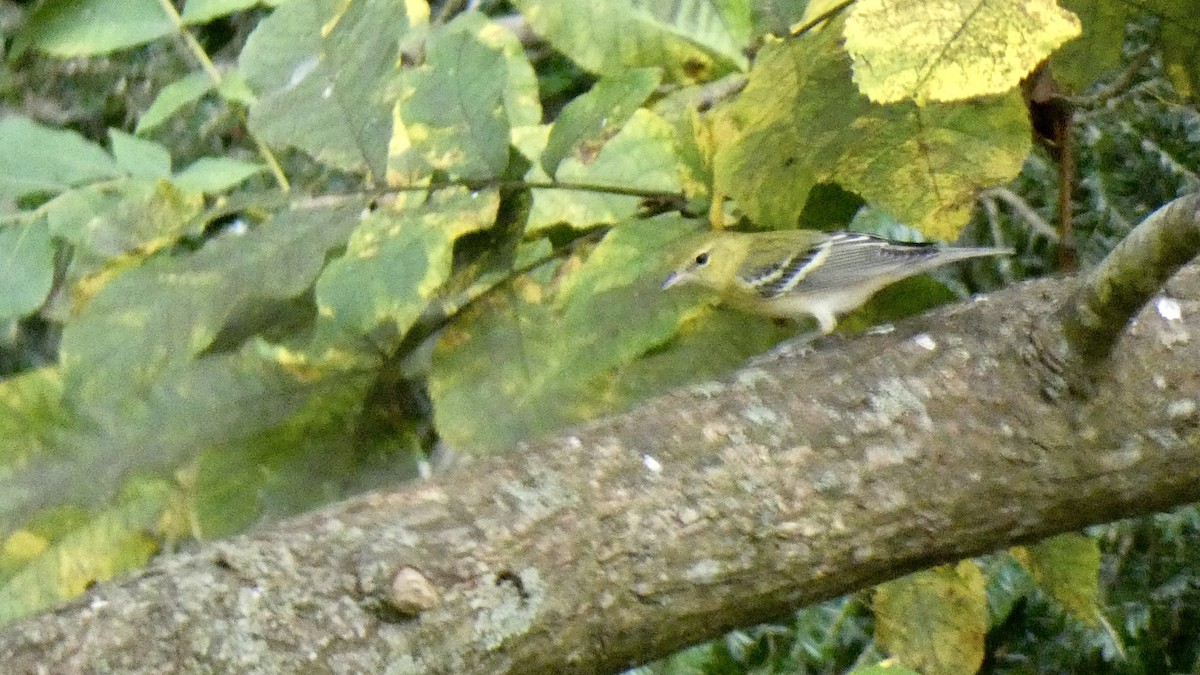 Bay-breasted Warbler - ML609693645
