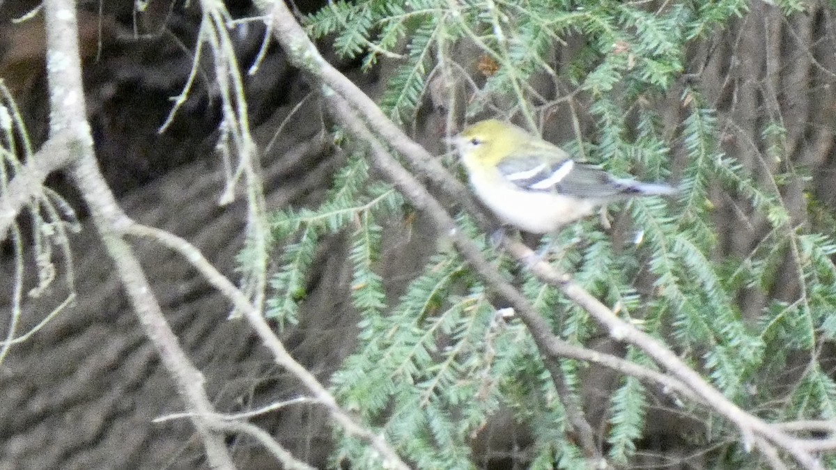 Bay-breasted Warbler - ML609693647