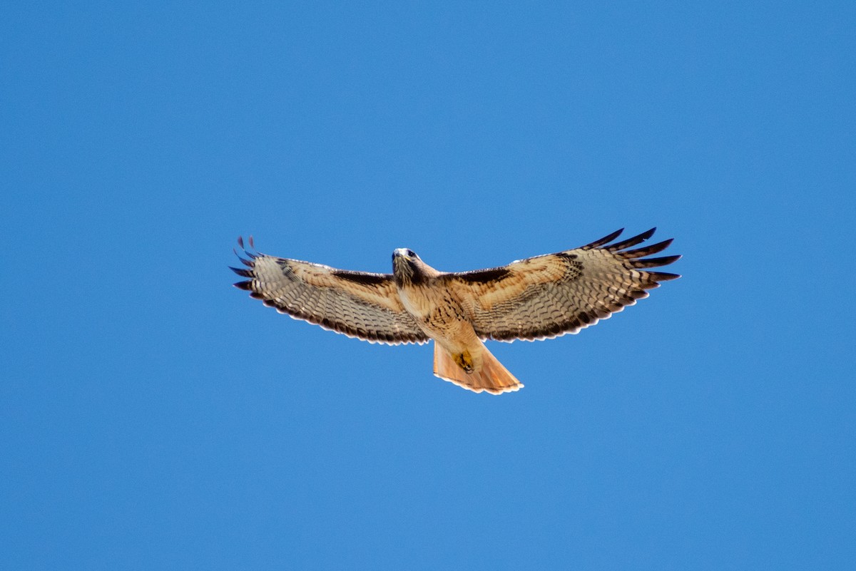 Red-tailed Hawk - ML609693747